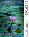 Tropical water lily (water lily) 46916242