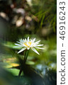 Tropical water lily (water lily) 46916243