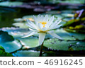 Tropical water lily (water lily) 46916245