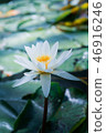 Tropical water lily (water lily) 46916246