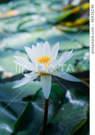 Tropical water lily (water lily) 46916246