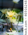 Tropical water lily (water lily) 46916248