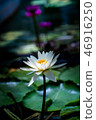 Tropical water lily (water lily) 46916250