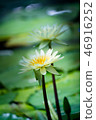 Tropical water lily (water lily) 46916252