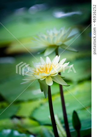 Tropical water lily (water lily) 46916252