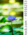 Tropical water lily (water lily) 46916253