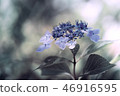Hydrangea hydrangea 46916595