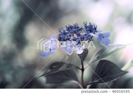 Hydrangea hydrangea 46916595