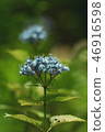 Hydrangea hydrangea 46916598