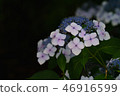 Hydrangea hydrangea 46916599