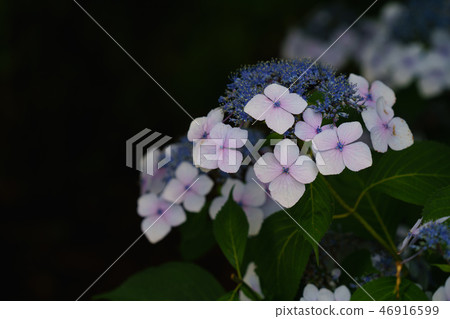 Hydrangea hydrangea 46916599