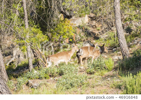 Fallow deer (dama dama) in the forest Fallow deer (dama dama) in the forest 46916848