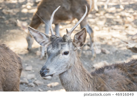 Deer (Cervus elaphus) in Cazorla, Jaen, Spai 46916849