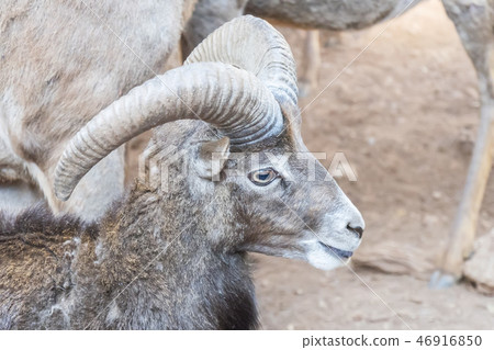 Mouflon in Cazorla, Jaen, Spain 46916850