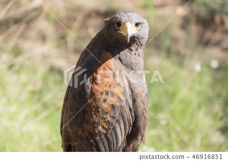 Harris eagle in the Cazorla natural park, Spain 46916851