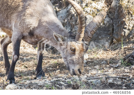 Mountain goat (Capra pyrenaica hispanica)  46916856