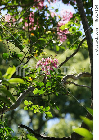 Crape myrtle 46917154