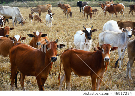 Group of cow herd is feeding grass in a dry field 46917254