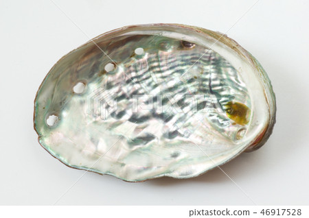 Ezo鮑魚殼 46917528