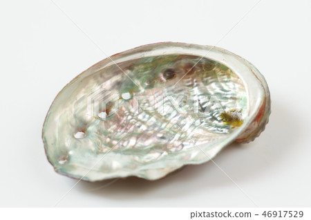 Ezo鮑魚殼 46917529