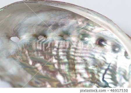 Ezo Abalone Shell 46917530