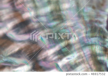 Ezo Abalone Shell 46917532