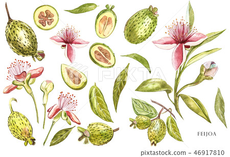 Watercolor illustration feijoa plant. Hand drawn watercolor painting on white background. Watercolor 46917810
