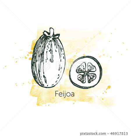 Collection of feijoa fruit, flower, leaves and feijoa slice. Graphic hand drawn illustration. 46917813