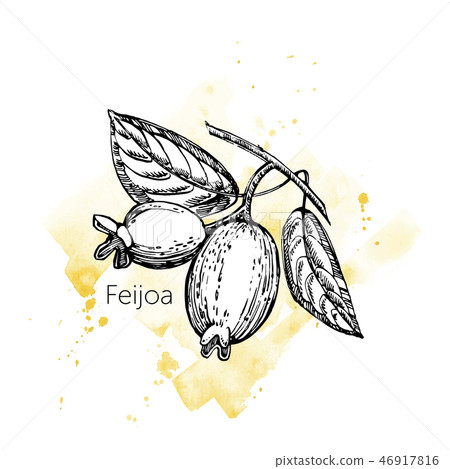 Collection of feijoa fruit, flower, leaves and feijoa slice. Graphic hand drawn illustration. 46917816