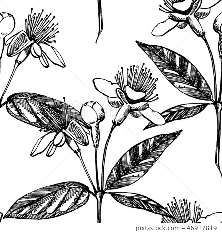 Collection of feijoa fruit, flower, leaves and feijoa slice. Graphic hand drawn illustration. 46917819
