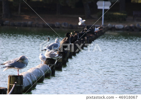 Waterfowl in the park Waterfowl in the park 46918067