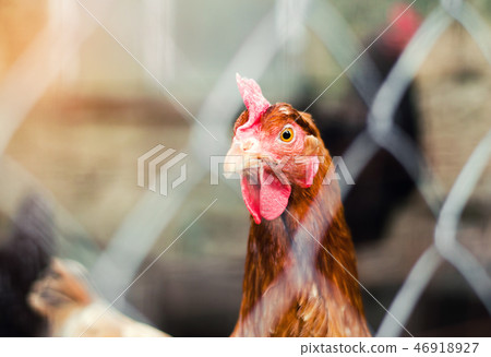 chicken in a hen-house close-up, poultry chicken in a hen-house close-up, poultry 46918927