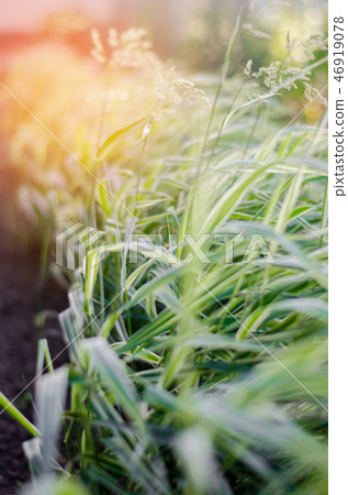 Glyceria maxima Variegata, long-term grass 46919078