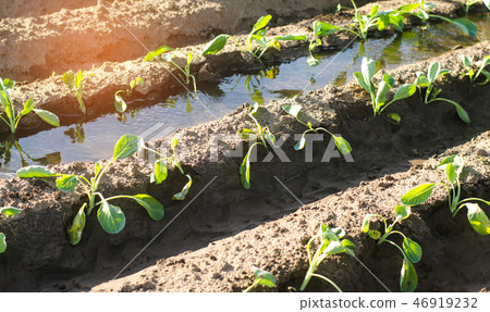 vegetable rows of young cabbage grow in the field vegetable rows of young cabbage grow in the field 46919232