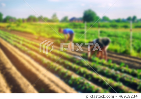 workers work on the field, harvesting workers work on the field, harvesting 46919234