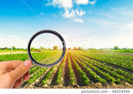 The food scientist checks the crop for chemicals 46919494