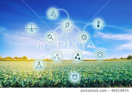 Cabbage in the field. High technologies  46919655