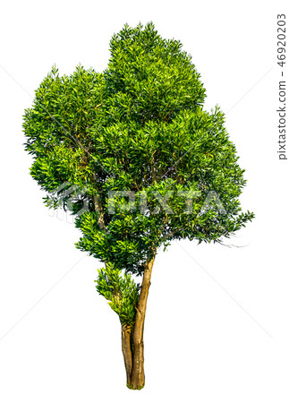 Isolated tree on white background.	 46920203