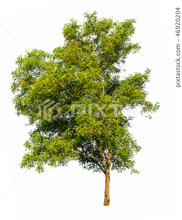 Isolated tree on white background. Isolated tree on white background. 46920204