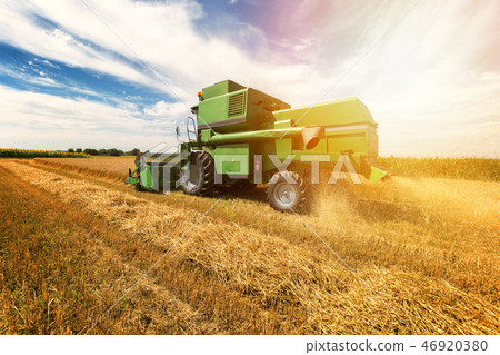 Harvesting wheat harvester on a sunny summer day 46920380