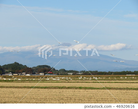 Toriumiyama Shonai Plain Toriumiyama Shonai Plain 46920616