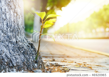 new life, newborn green leaf growth on old tree 46920965