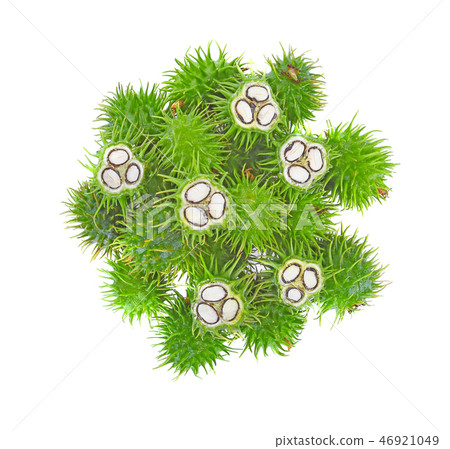 Castor fresh isolated on white background 46921049