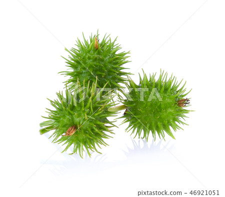 Castor fresh isolated on white background 46921051