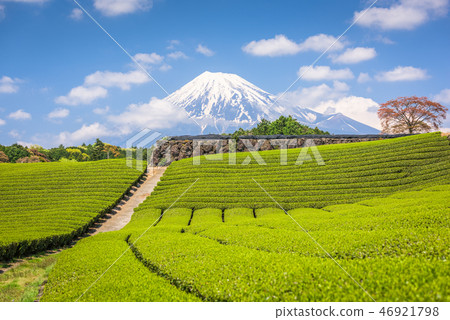 Fuji, Japan at Mt. Fuji and tea fields. 46921798