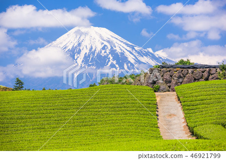 Fuji, Japan at Mt. Fuji and tea fields. 46921799