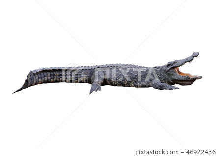 crocodile isolated on white background 46922436