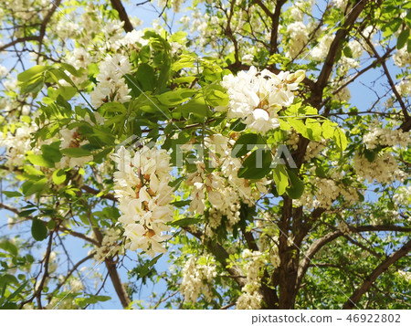 Spring tree with white blossom against a blue sky Spring tree with white blossom against a blue sky 46922802