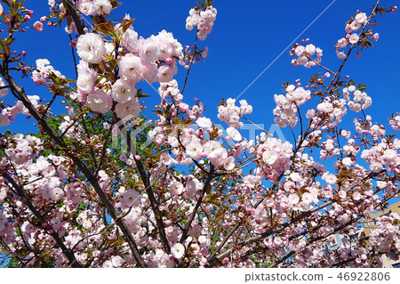 Spring sakura tree with pink blossom Spring sakura tree with pink blossom 46922806