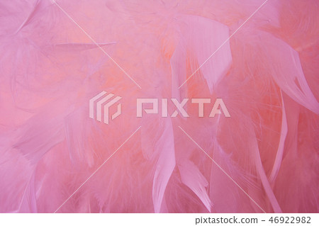 Abstract pink tone feathers background. Abstract pink tone feathers background. 46922982